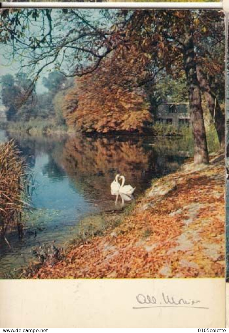 Carte - Environs De PARIS - Les Cygnes D'Enghien Vue Par Albert Monier - PRIX FIXE - ( Cd061) - Monier