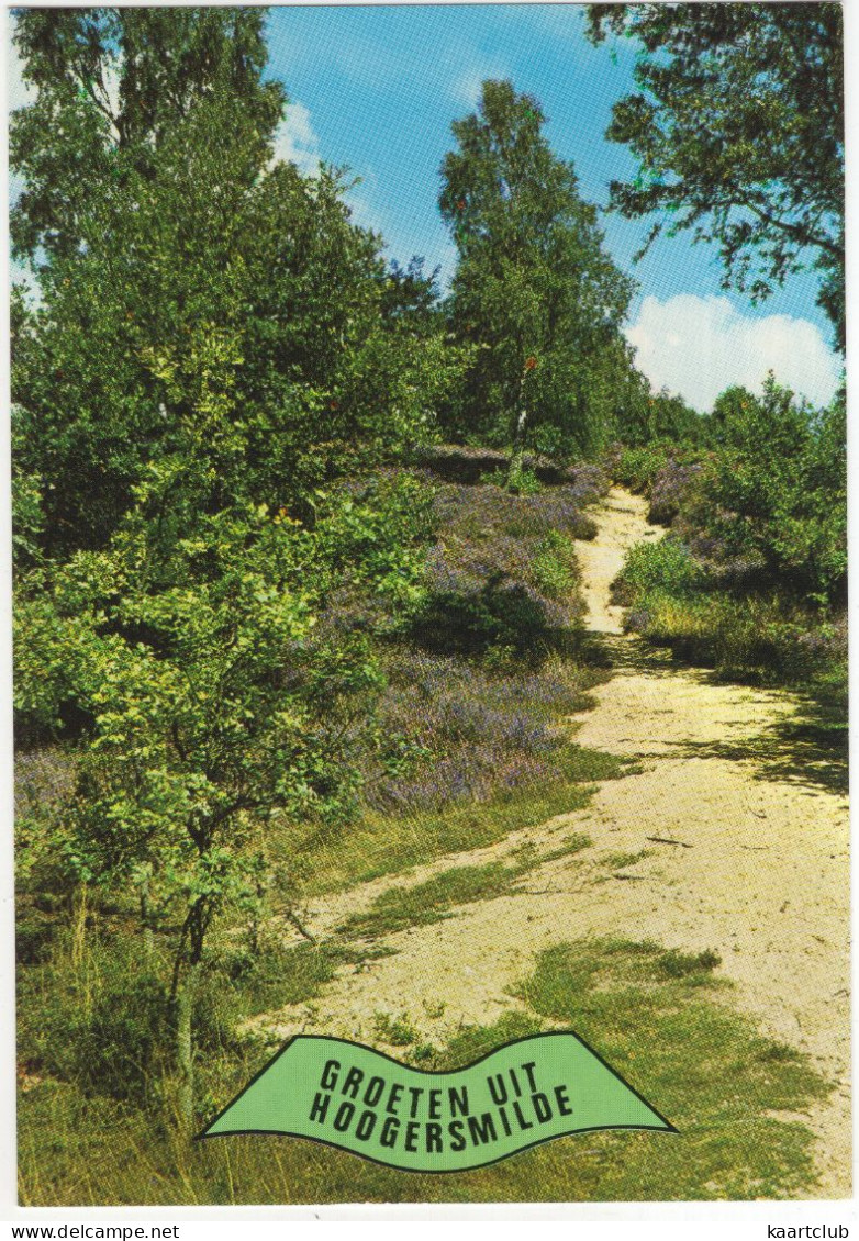 Groeten Uit Hoogersmilde - (Drenthe, Nederland/Holland) - Kronkelpad, Bomen , Hei - Smilde