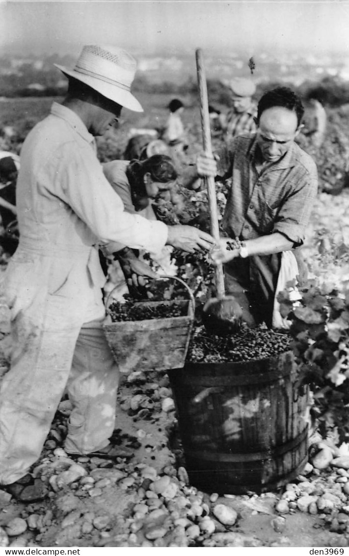 CHATEAUNEUF-du-PAPE (Vaucluse) - Le Cogneur De Bennes - Vignoble Chapoutier Tain-l'Hermitage, Raisins - N&B Non Dentelé - Chateauneuf Du Pape