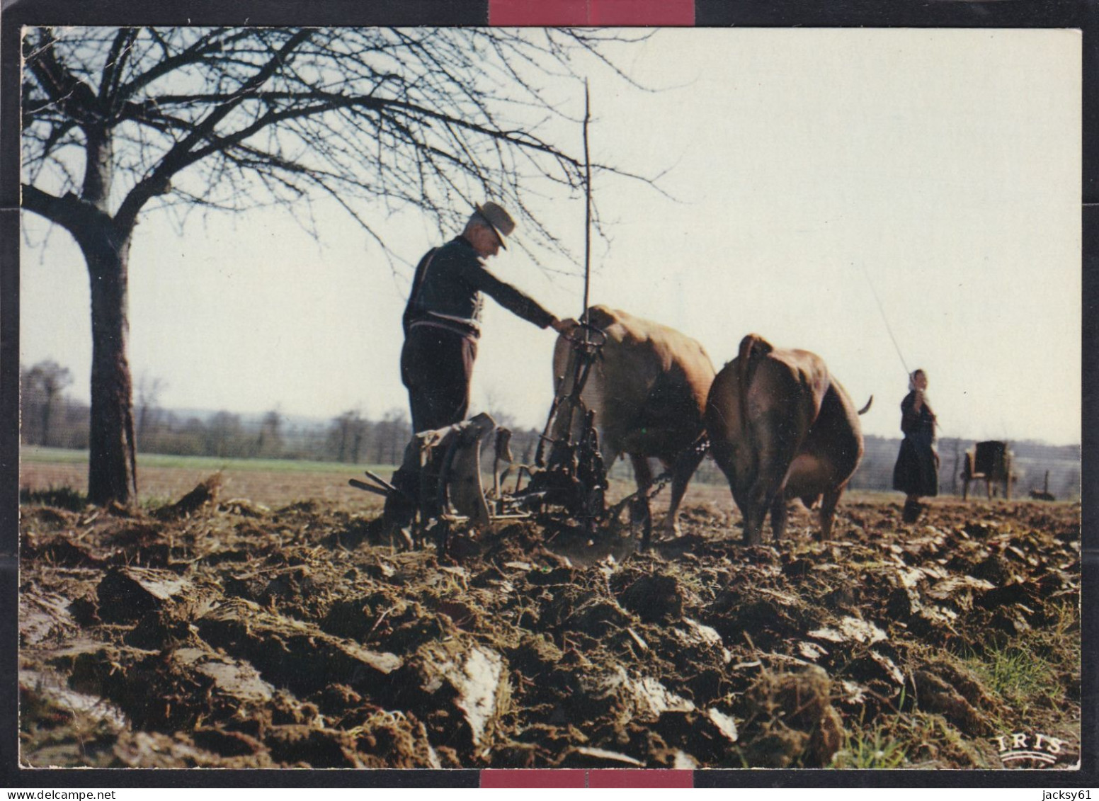 87 - Scène De Labour - Limousin