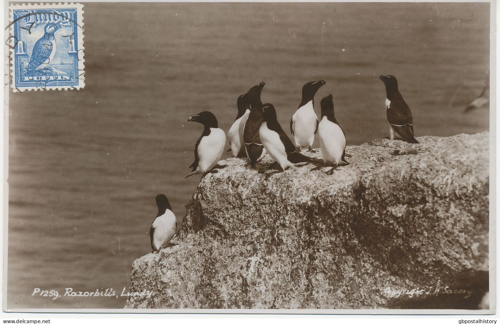 GB LUNDY 1949 1 Puffin Birds On Superb Commercially Used RP Postcard, Rare - Variétés, Erreurs & Curiosités