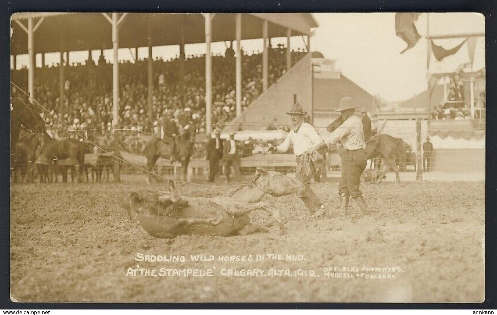 CALGARY STAMPEDE 1912 - RPPC By MARCELL Of CALGARY RODEO Saddling Wild Horses In Mud - COWBOY - CANADA - Calgary