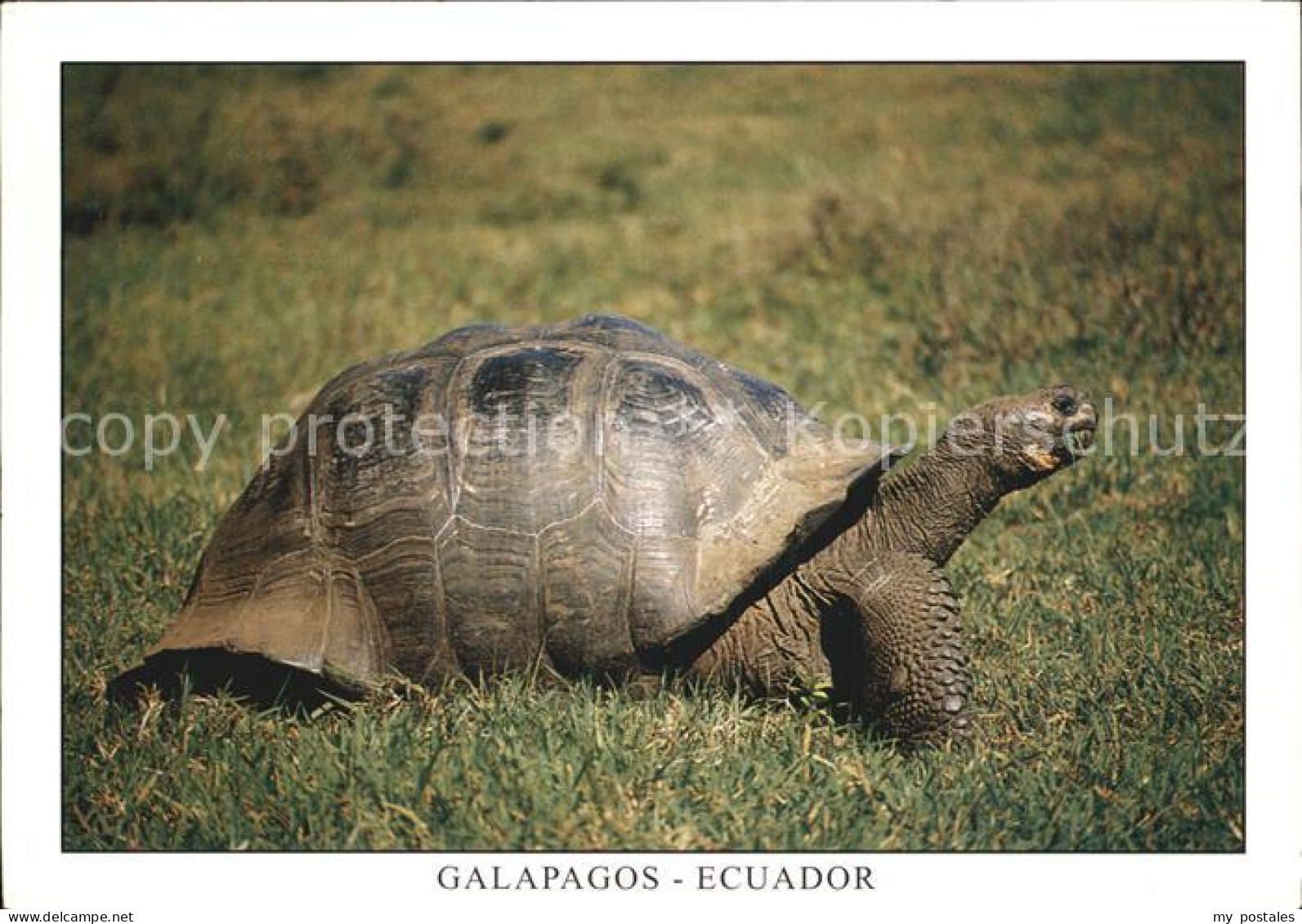 72547930 Schildkroeten Giant Tortois Isla Santa Cruz Galapagos Ecuador  - Tortues