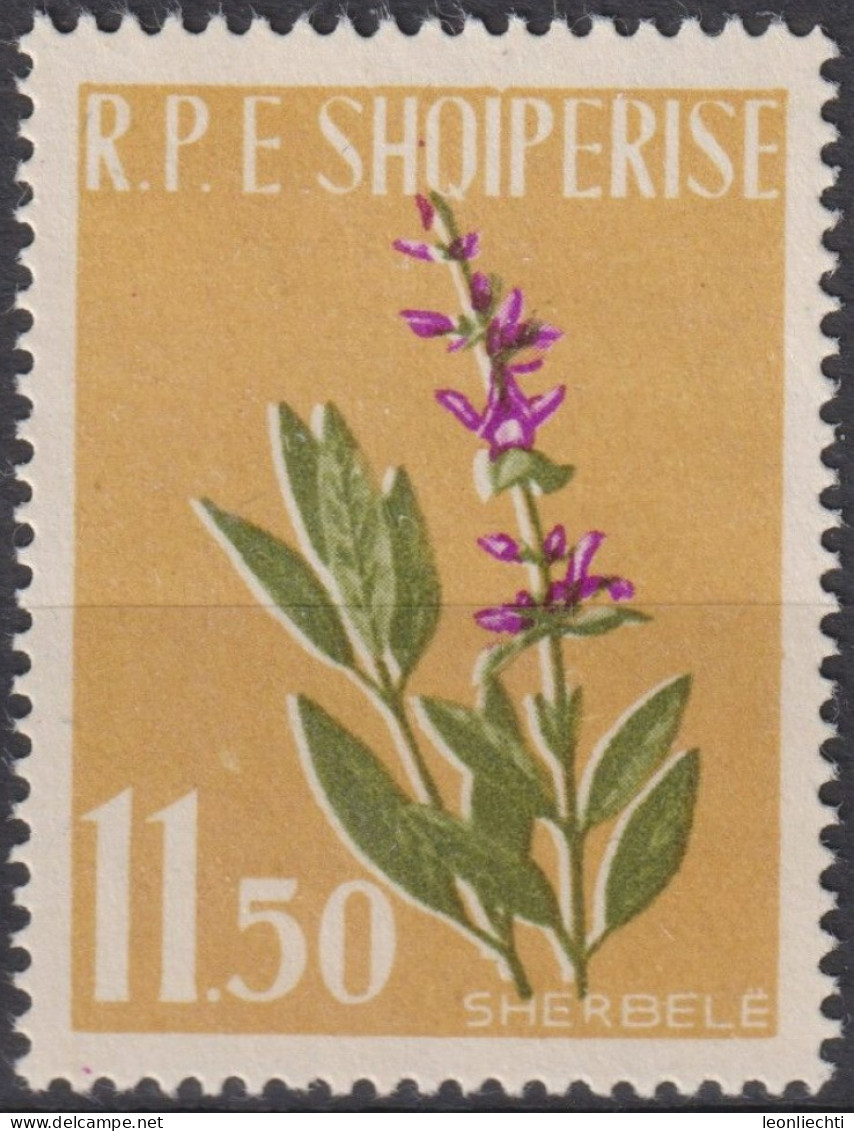 1962 Albanien * Mi:AL 656A, Sn:AL 615, Yt:AL 575, Common Sage (Salvia Officinalis), Heilpflanzen - Plantes Médicinales