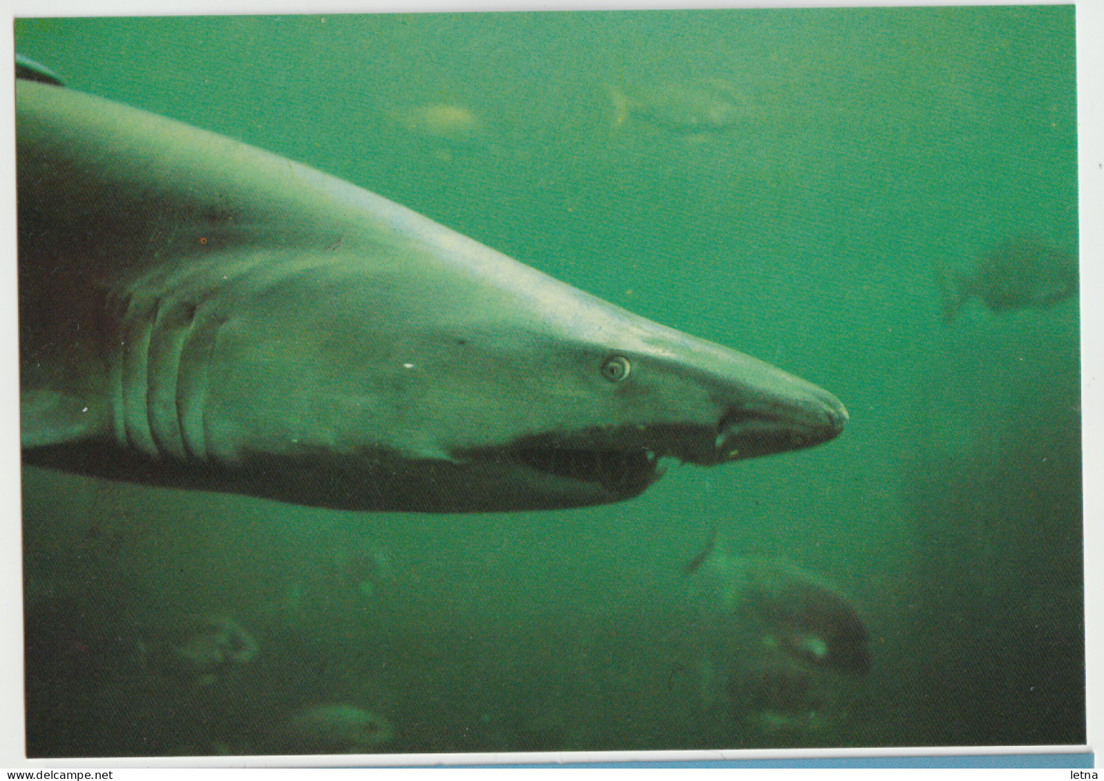 Australia VICTORIA VIC Sharks Rose Series No.1366 Postcard C1970s - Sonstige & Ohne Zuordnung