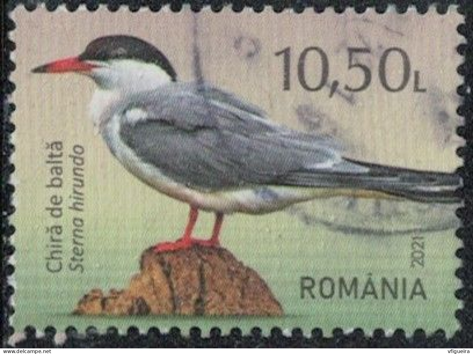 Roumanie 2021 Oblitéré Used Oiseau Sterna Hirundo Sterne Pierregarin Y&T RO 6679 SU - Oblitérés