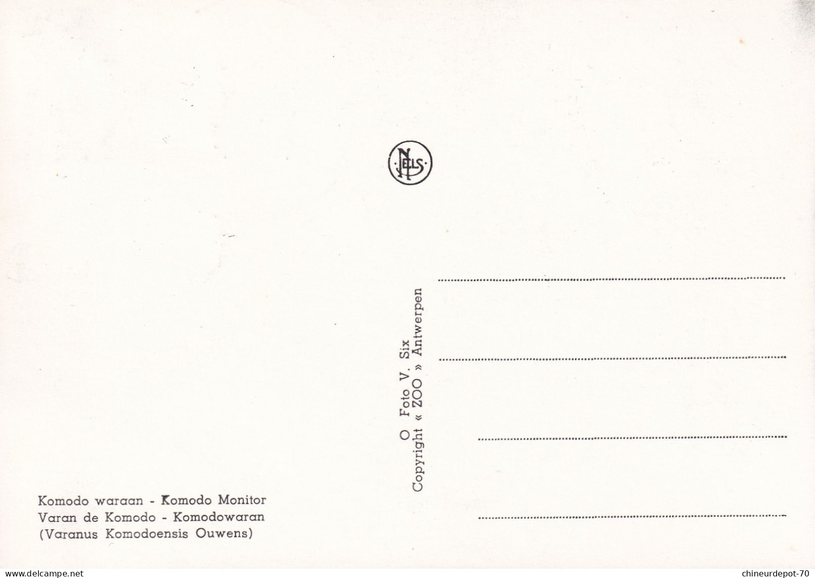 1965 ZOO ANTWERPEN VARAN DE KOMODO - Lettres & Documents