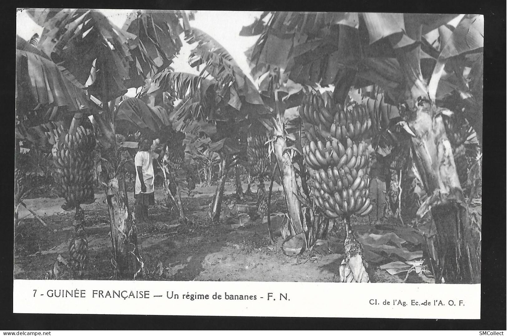 Guinée Française. Lot De 2 Cartes : Régime De Bananes / école Primaire Indigène (A19p14) - Guinée Française