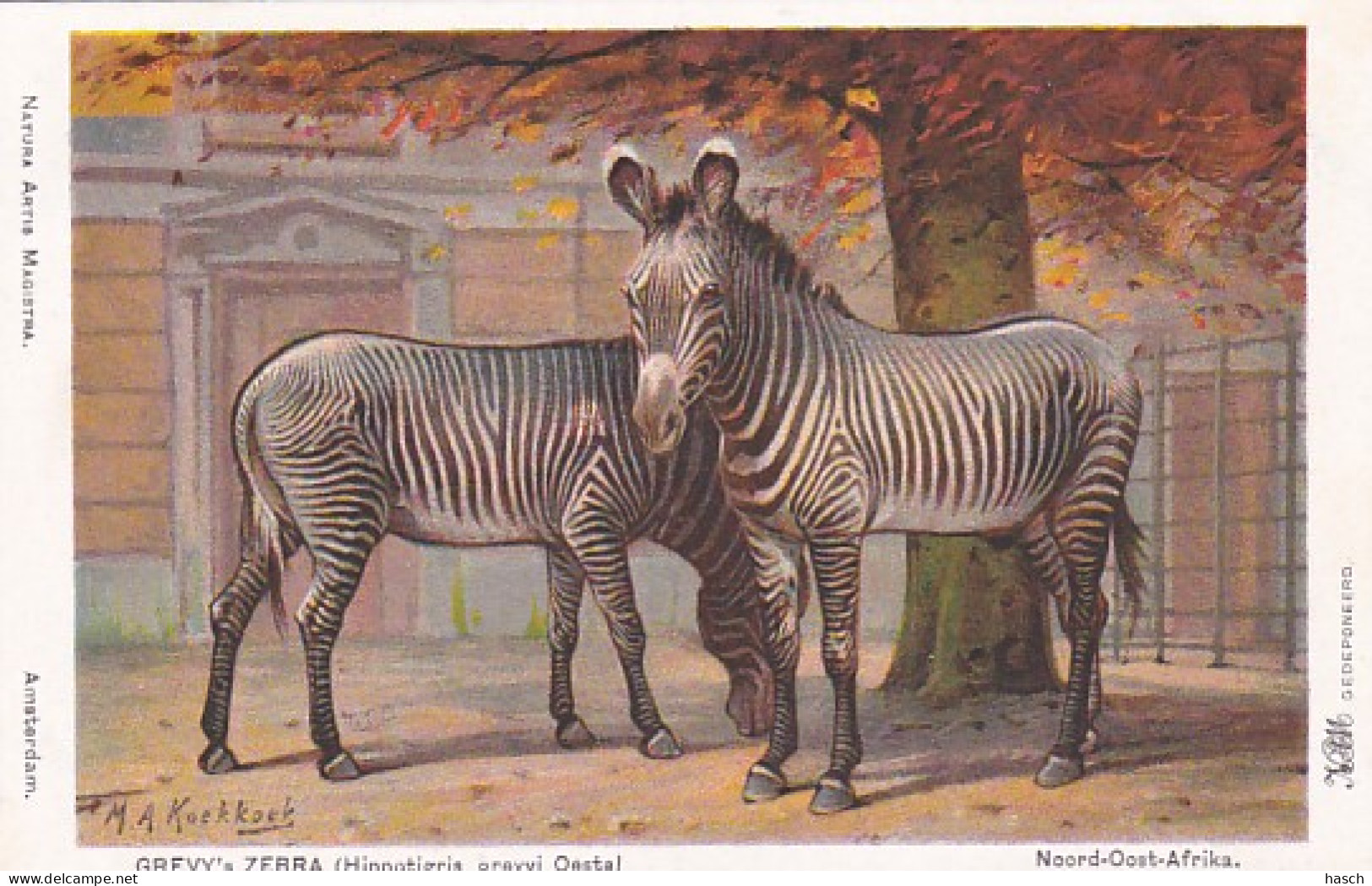 2511131 Amsterdam, Natura Artis Magistra. Grevy’s Zebra (Noord-Oost-Afrika)(M.A. Koekkoek) - Zebras