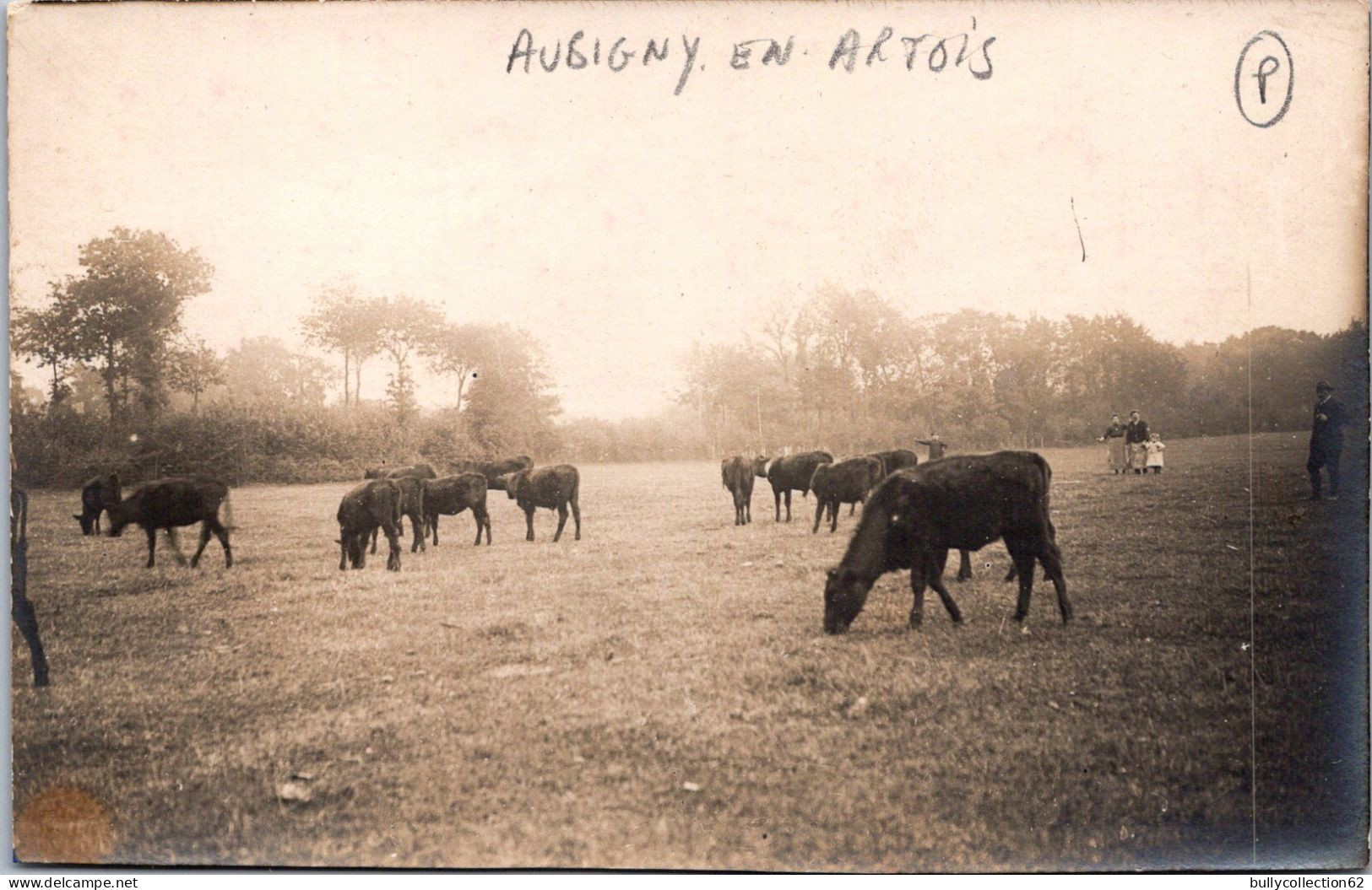 CPA - SELECTION -  AUBIGNY EN ARTOIS -  CARTE PHOTO - Ferme Breuvart Vaches Au Pâturage. - Aubigny En Artois