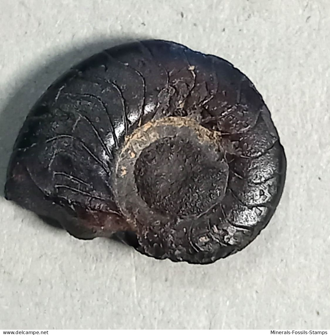 #COSTACLYMENIA ORNATA Fossile, Ammonoid, Devon (Algerien) - Fossiles