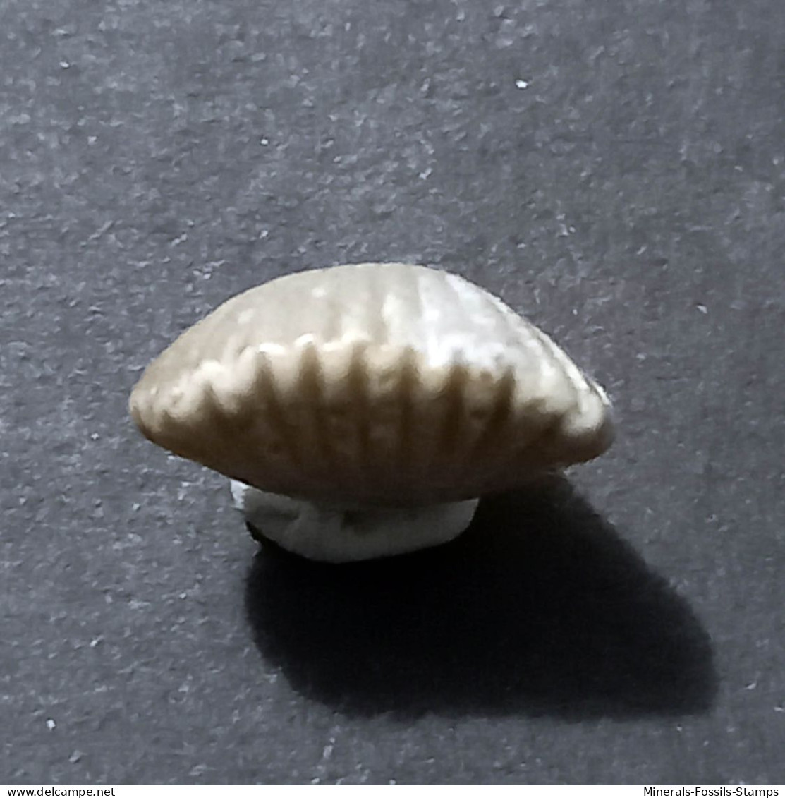 #RHYNCHONELLOIDELLA ELEGANTULA Fossile, Brachiopoden, Jura (Frankreich) - Fossiles