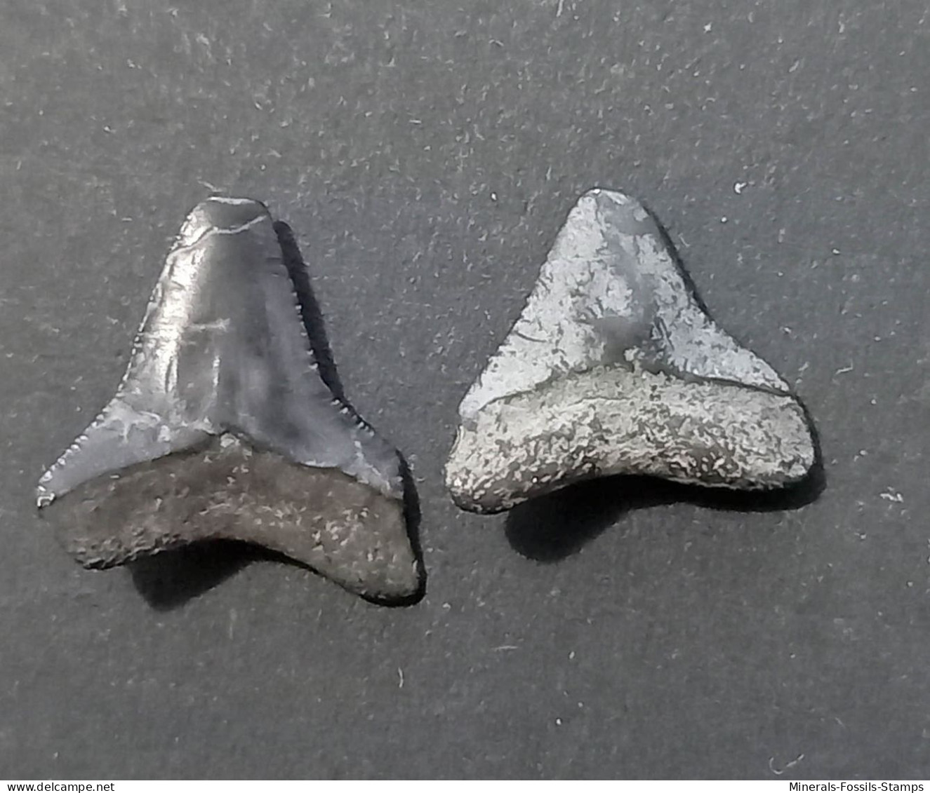 #IND02 CARCHARHINUS Sp. Fossil Haifischzahn Pliozän (Indonesien) - Fossiles