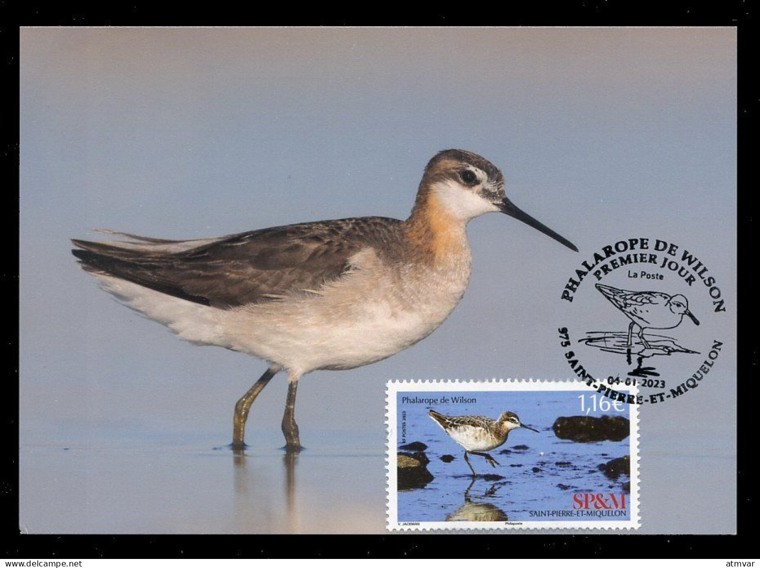 SAINT PIERRE ET MIQUELON (2023) Carte Maximum Card - Phalarope De Wilson, Phalaropus Tricolor, Bird, Oiseau, Wader - Maximum Cards