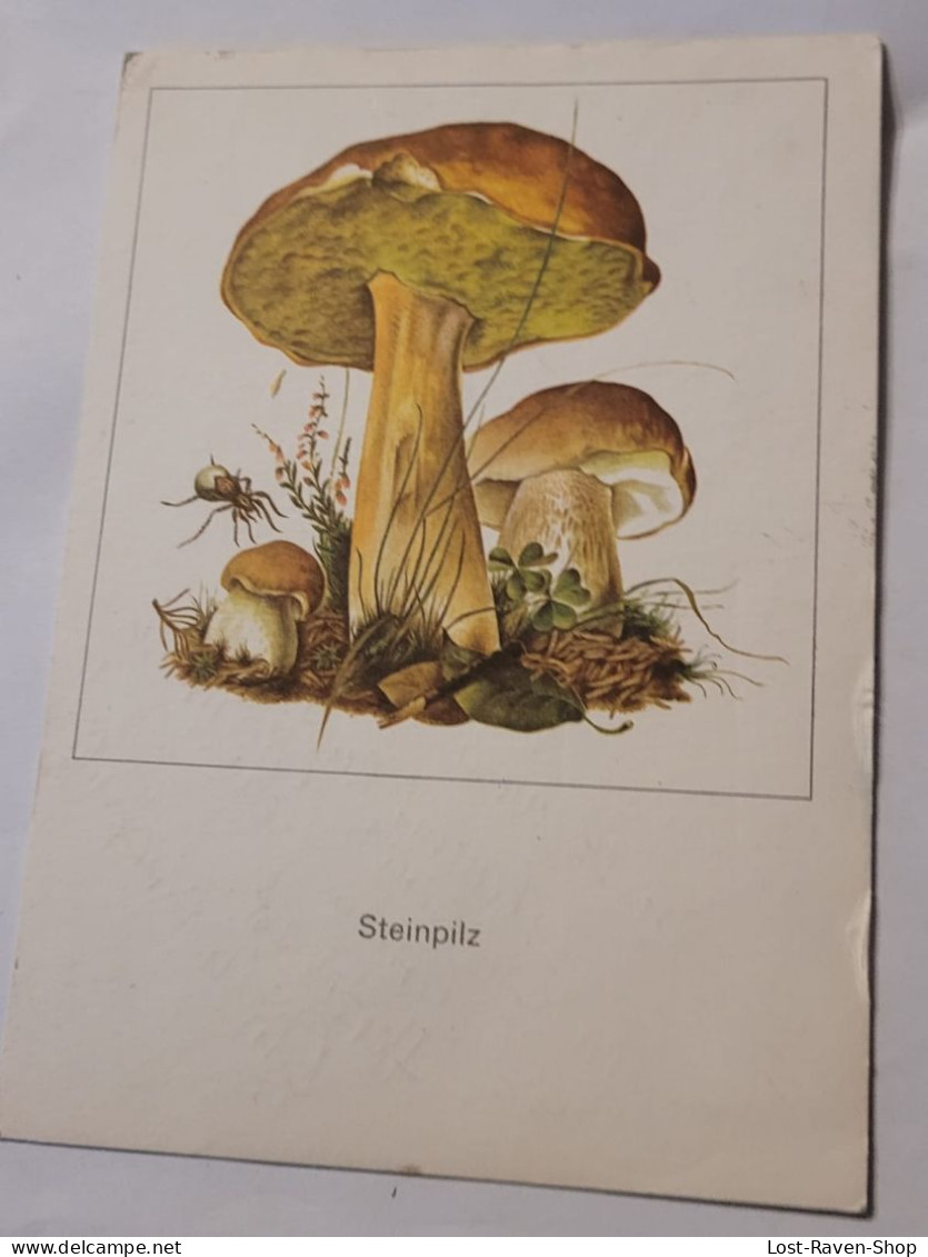 Steinpilz - Pilze