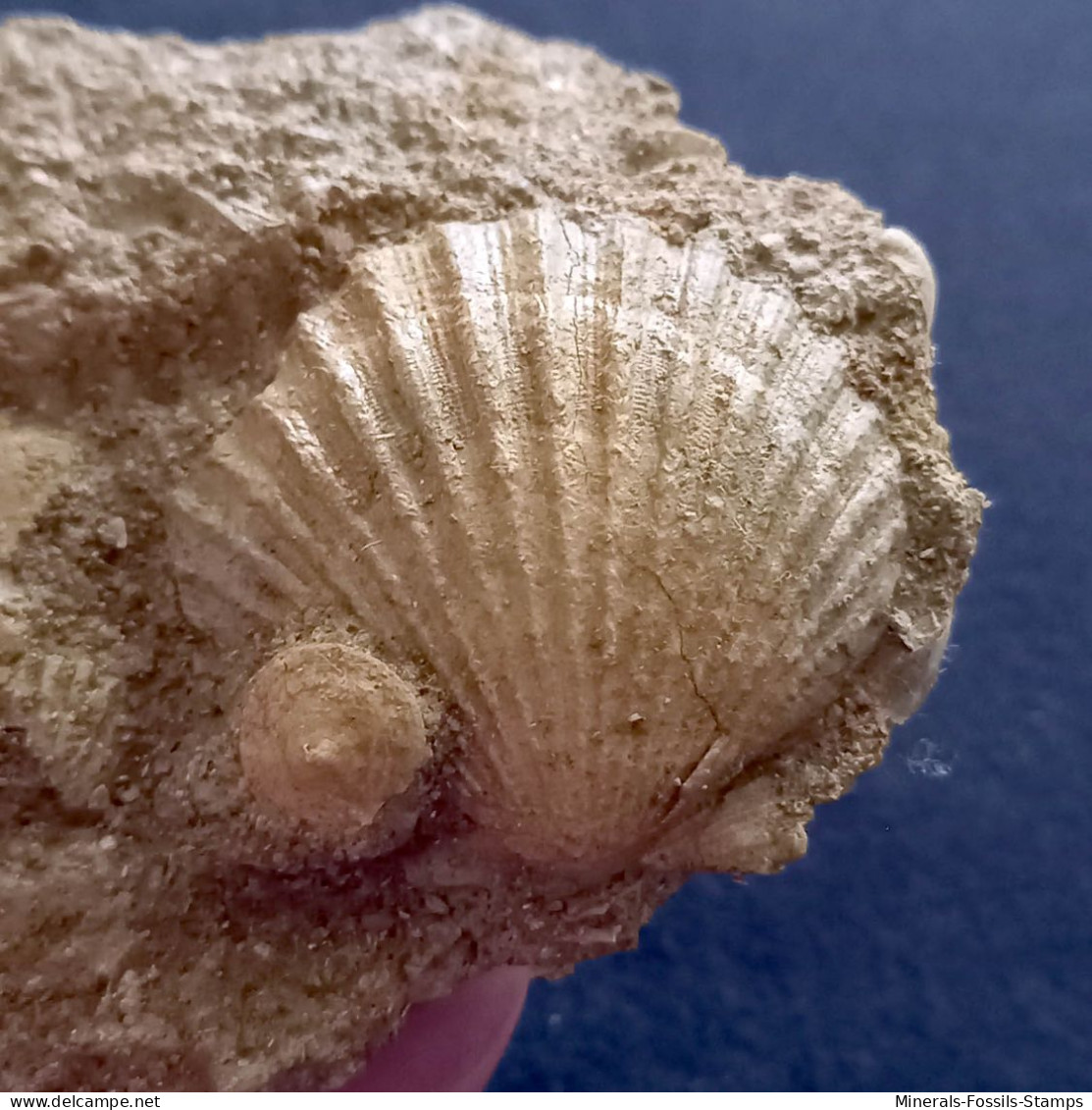 #CA05b - AEQUIPECTEN SCABRELLA, Fossile, Mio-Pliozän (Italien) - Fossiles