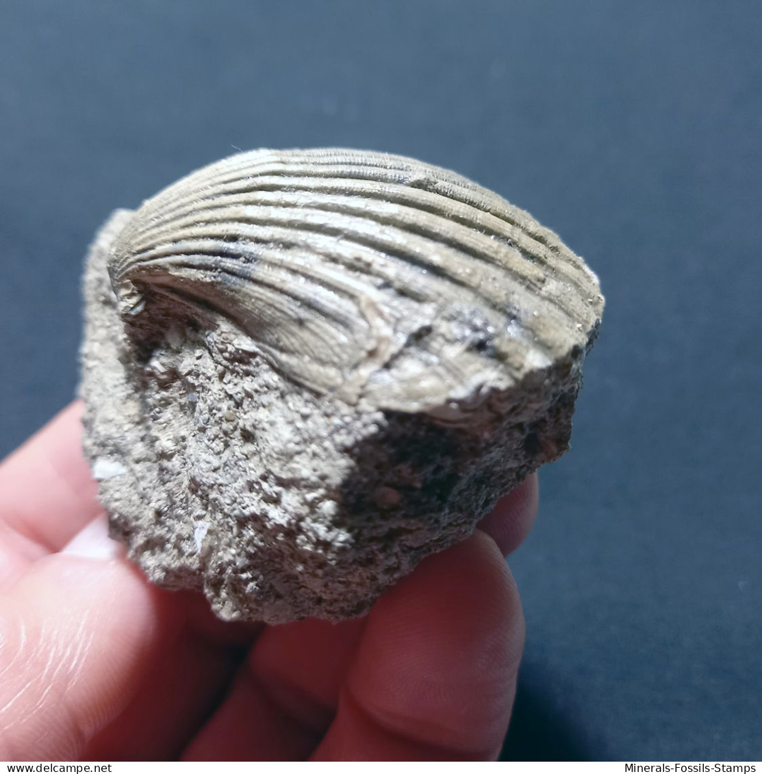 #TO05 - AEQUIPECTEN DELTUS Var. INORNATA, Fossile, Miozän (Italien) - Fossiles