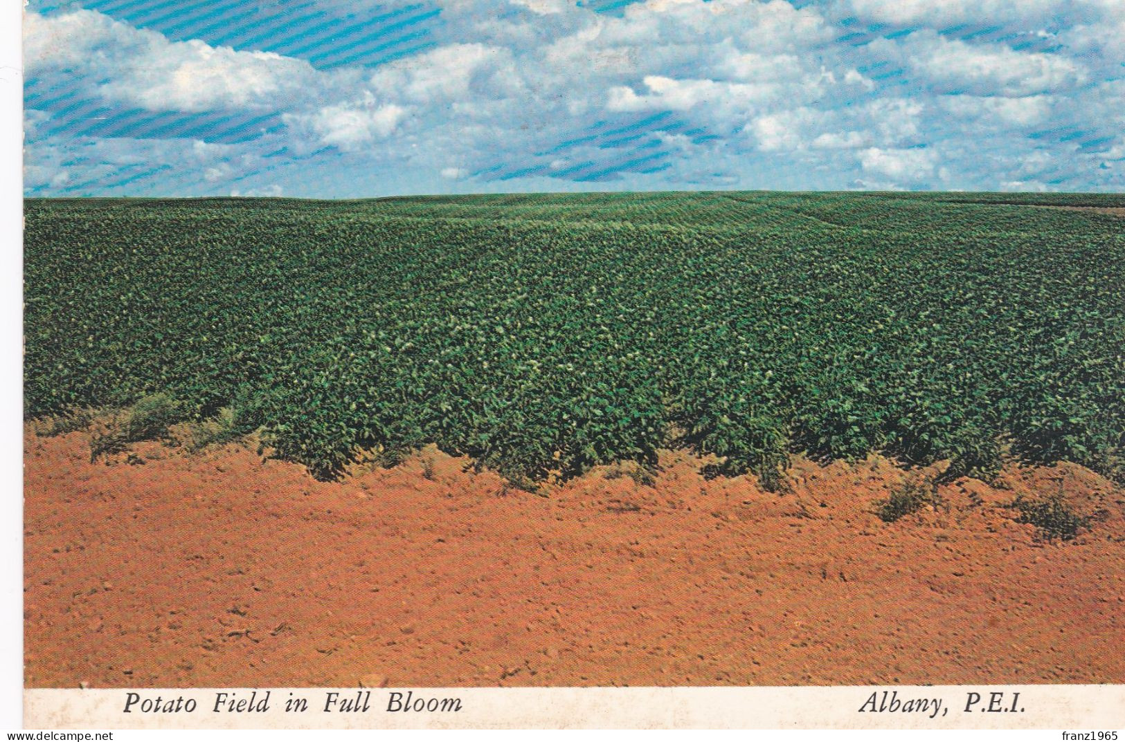 Albany - A Potato Field In Full Bloom - Posted 1973 - Sonstige & Ohne Zuordnung