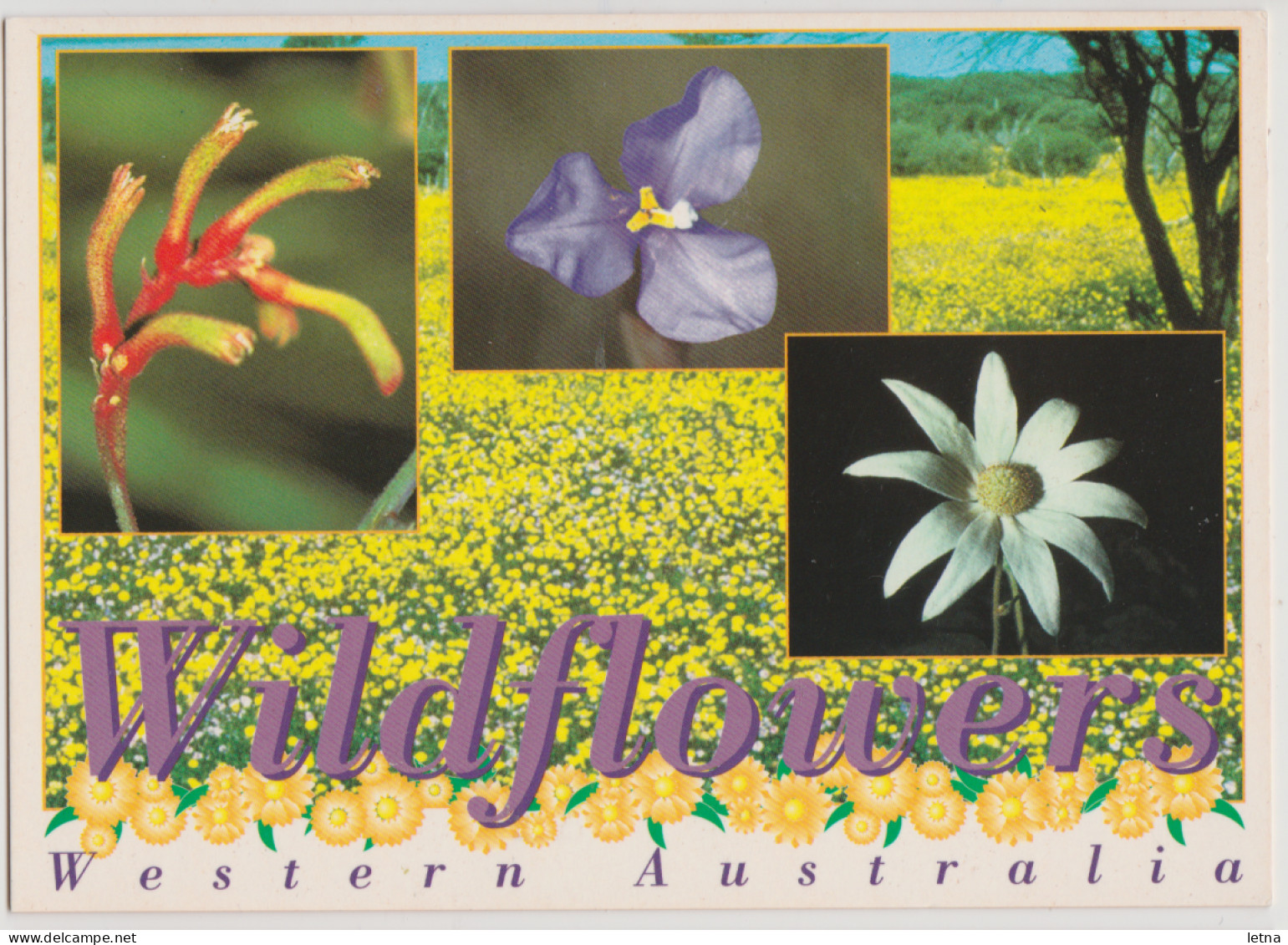 WESTERN AUSTRALIA WA Wildflowers Multiviews Hughes WAS2 Postcard C2000s - Other & Unclassified