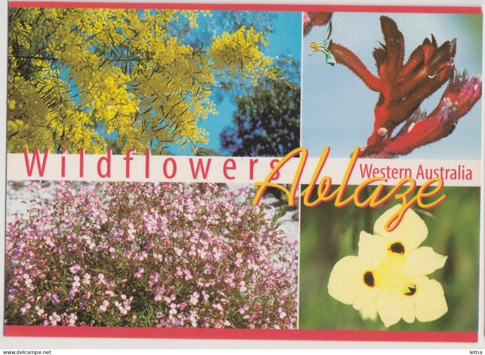 WESTERN AUSTRALIA WA Wildflowers Multiviews Hughes WAS3 ERROR Postcard C2000s - Other & Unclassified