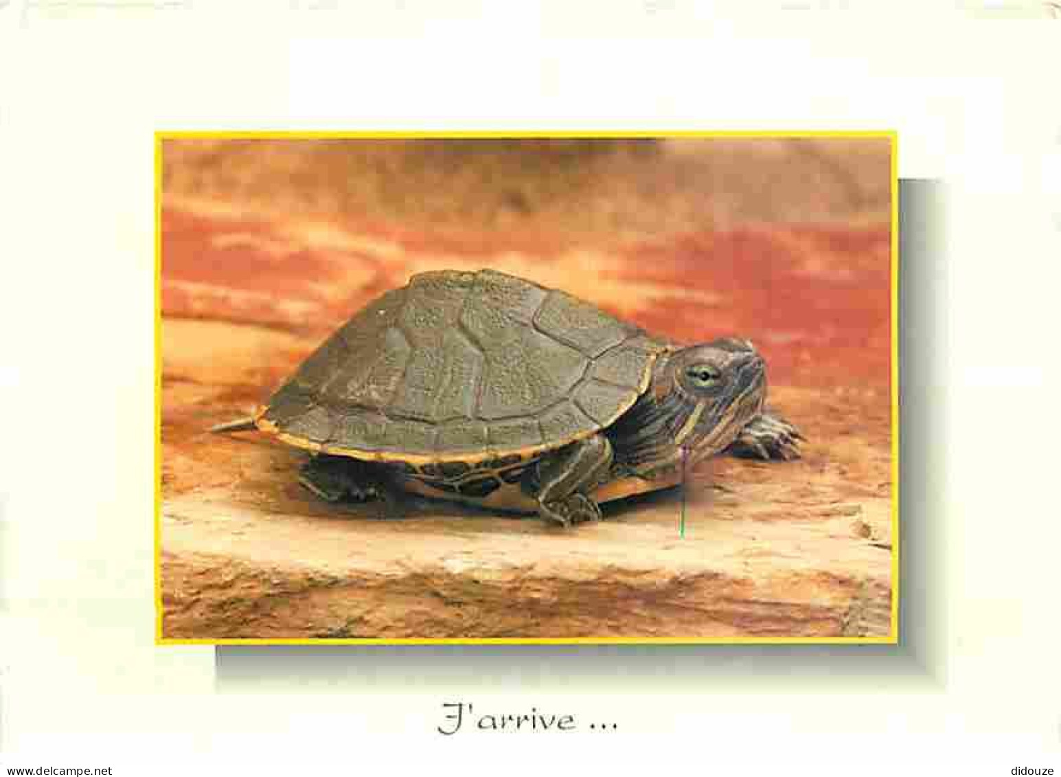 Animaux - Tortues - CPM - Voir Scans Recto-Verso - Turtles