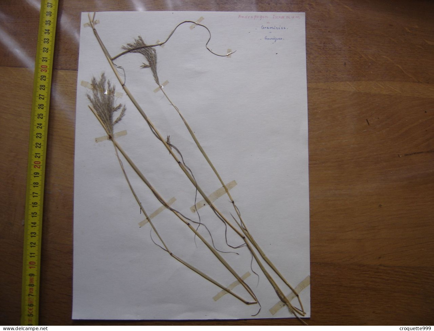 Annees 50 PLANCHE D'HERBIER Du Gard Herbarium Planche Naturelle 44 - Arte Popolare