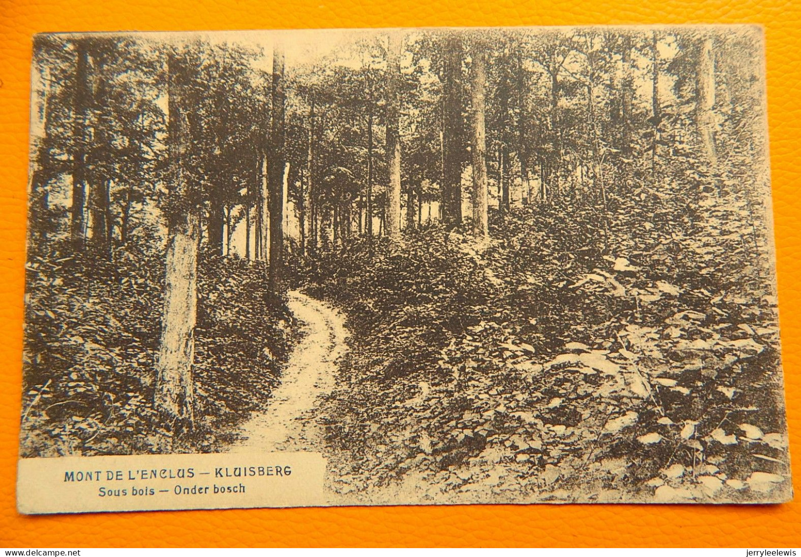 MONT-de-l'ENCLUS  -  KLUISBERG  - Sous-bois -  Onder Bos - Mont-de-l'Enclus