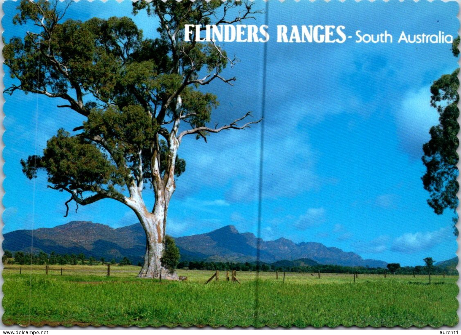 9-3-2024 (2 Y 31) Australia - SA - Flinders Range (tree) - Flinders Ranges