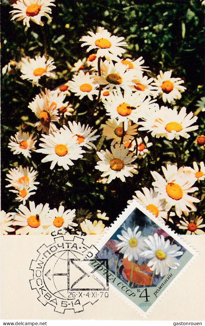 Carte Maximum Russie Russia Fleur Flower 3665 Camomille Chamomile - Maximum Cards