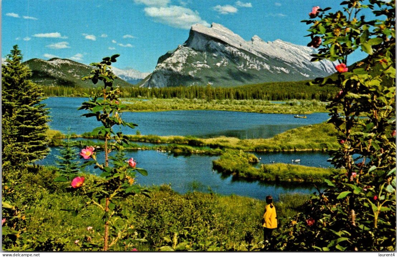 11-3-2025 (2 Y 42) Canada - Canadian Rockies Mountains  (2 Postcards) - Arbres