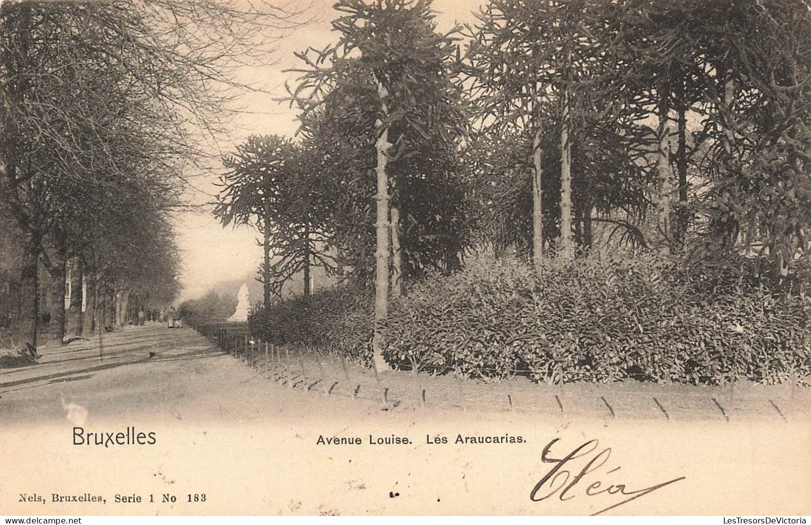 BELGIQUE -  Bruxelles - Vue Sur L'avenue Louise  - Les Araucacias - Carte Postale Ancienne - Prachtstraßen, Boulevards