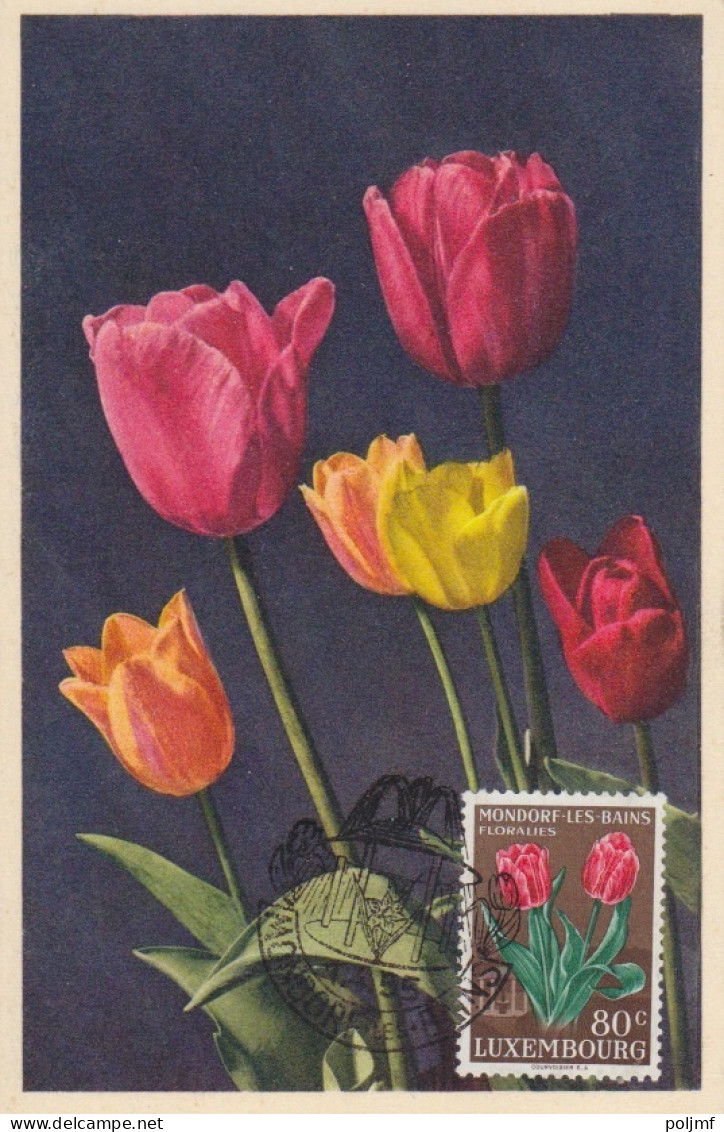 CP Max "Tulipes, Narcisses, Jacinthes) Obl. Mondorf Les Bains Le 1/4/55 Sur N° 490 à 493 - Maximum Cards