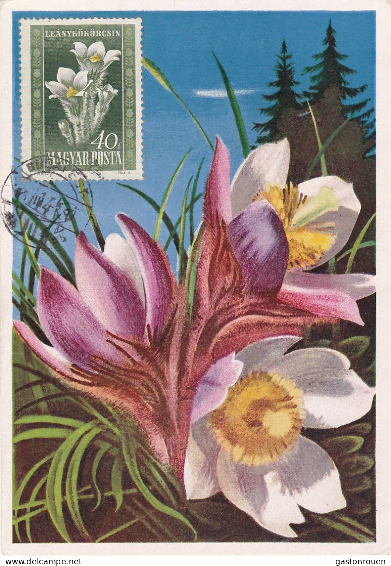 Carte Maximum Hongrie Hungary Fleur Flower 964 Anémone Anemones - Cartes-maximum (CM)