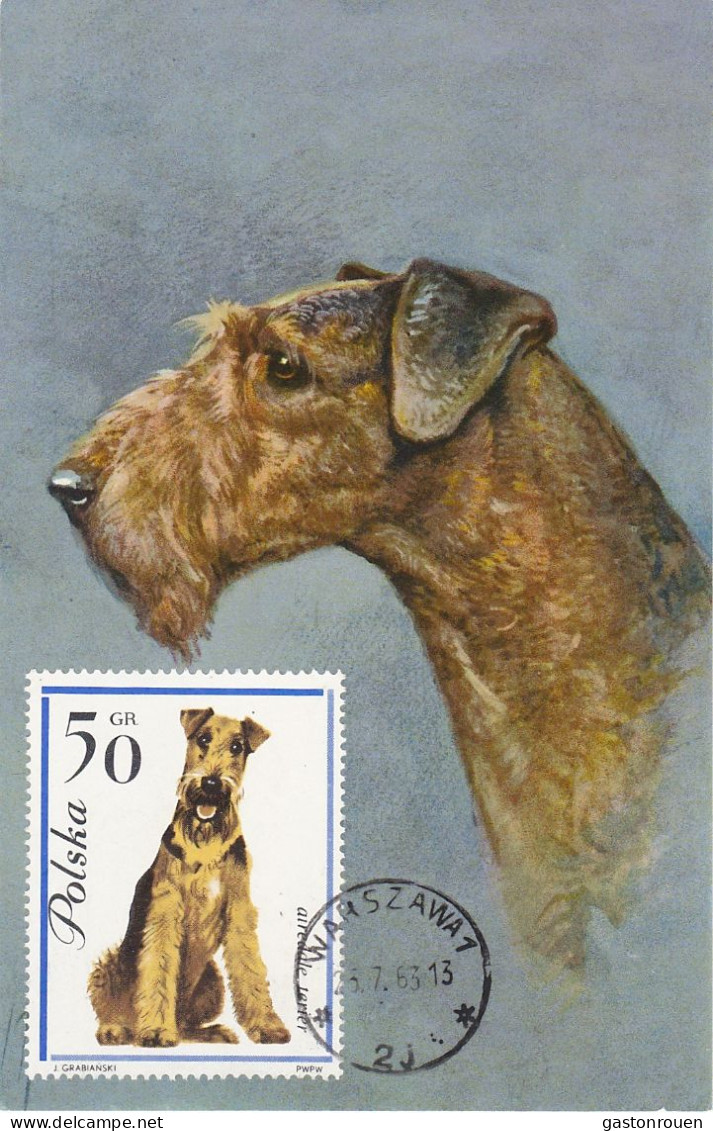 Carte Maximum Pologne Poland Chien Dog 1235 Airedale Terrier - Maximum Cards