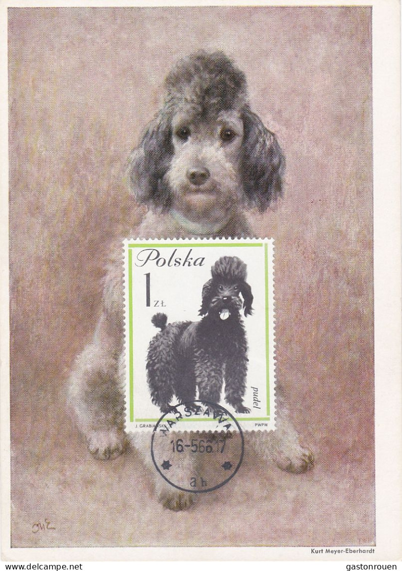 Carte Maximum Pologne Poland Chien Dog 1237 Caniche Pudel - Maximum Cards