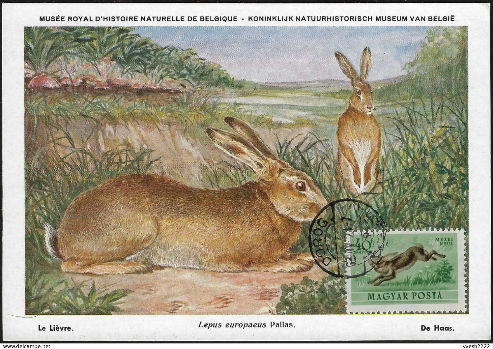 Hongrie 1953 Y&T PA 138. Carte Maximum. Lièvre Et Lapin - Konijnen