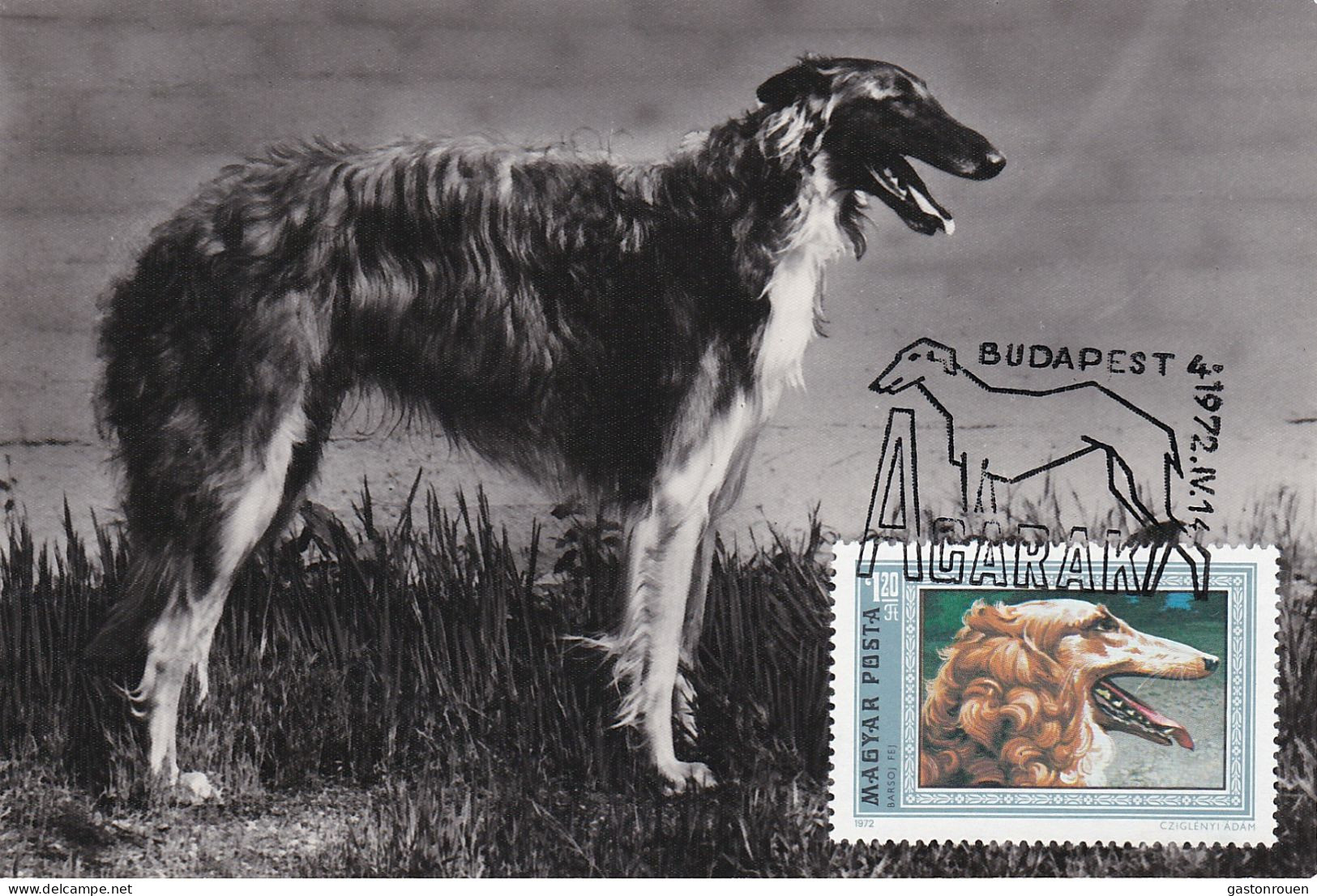 Carte Maximum Hongrie Hungary Dog Chien Barzoï  2224 - Cartes-maximum (CM)