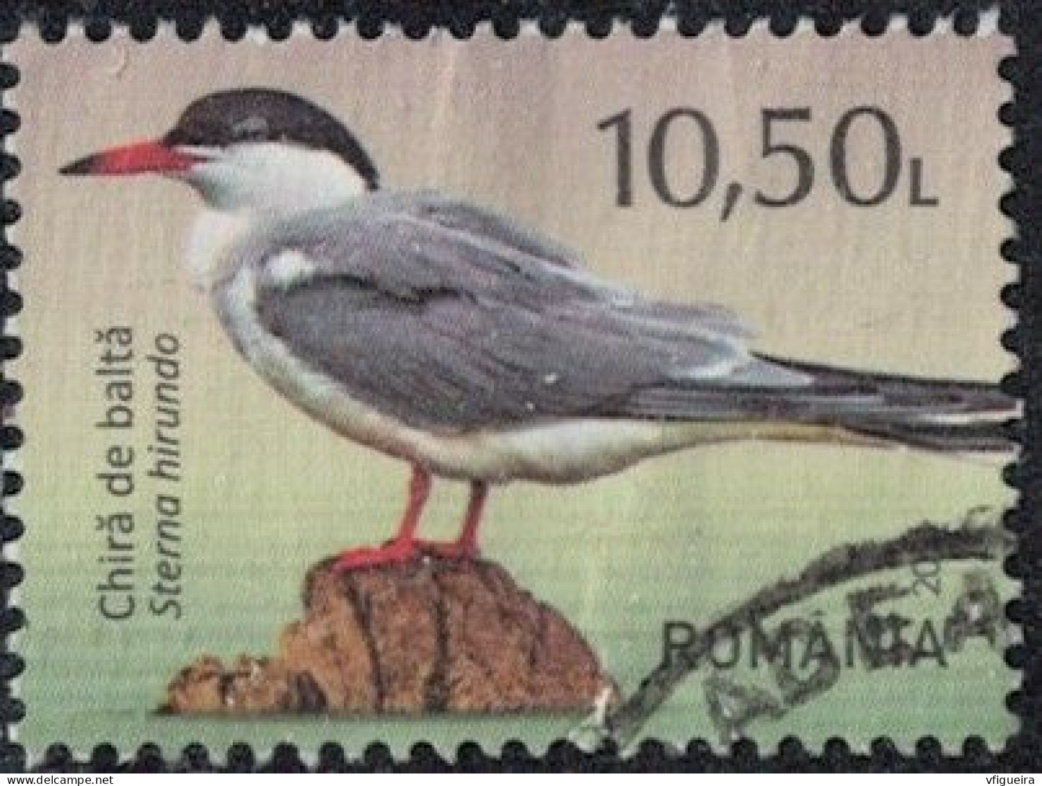 Roumanie 2021 Oblitéré Used Oiseau Sterna Hirundo Sterne Pierregarin Y&T RO 6679 SU - Gebruikt