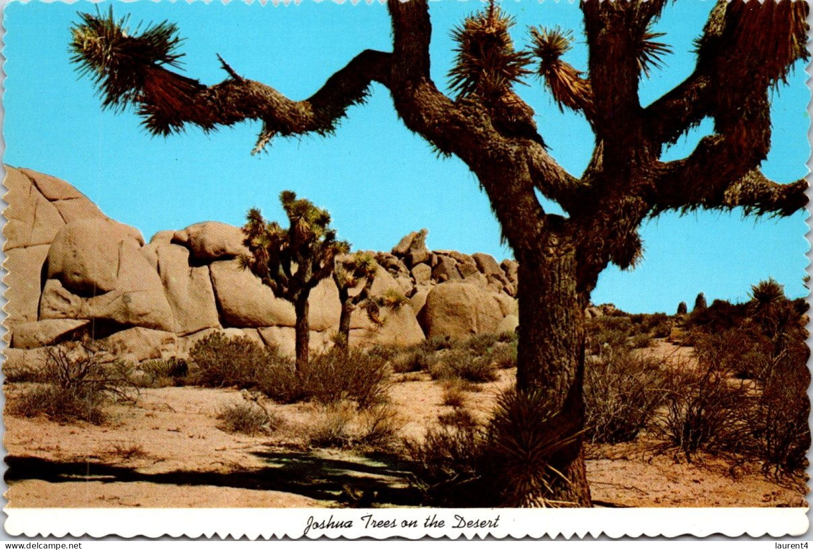 14-3-2024 (3 Y 3)  USA - Desert Joshua Tree - Trees