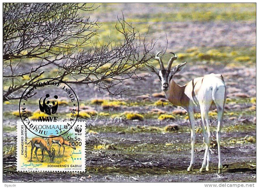 SOMALIE Soomaaliya   WWF CARTE MAXIMUM NUM.YVERT  382     PROTECTION DE LA NATURE FAUNE  GAZELLE - Maximumkarten