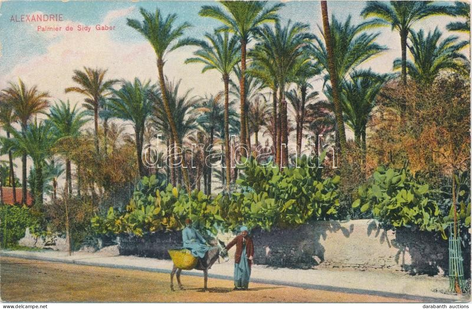 ** T2 Alexandria, Palmier De Sidy Gaber / Palm Tree - Non Classés