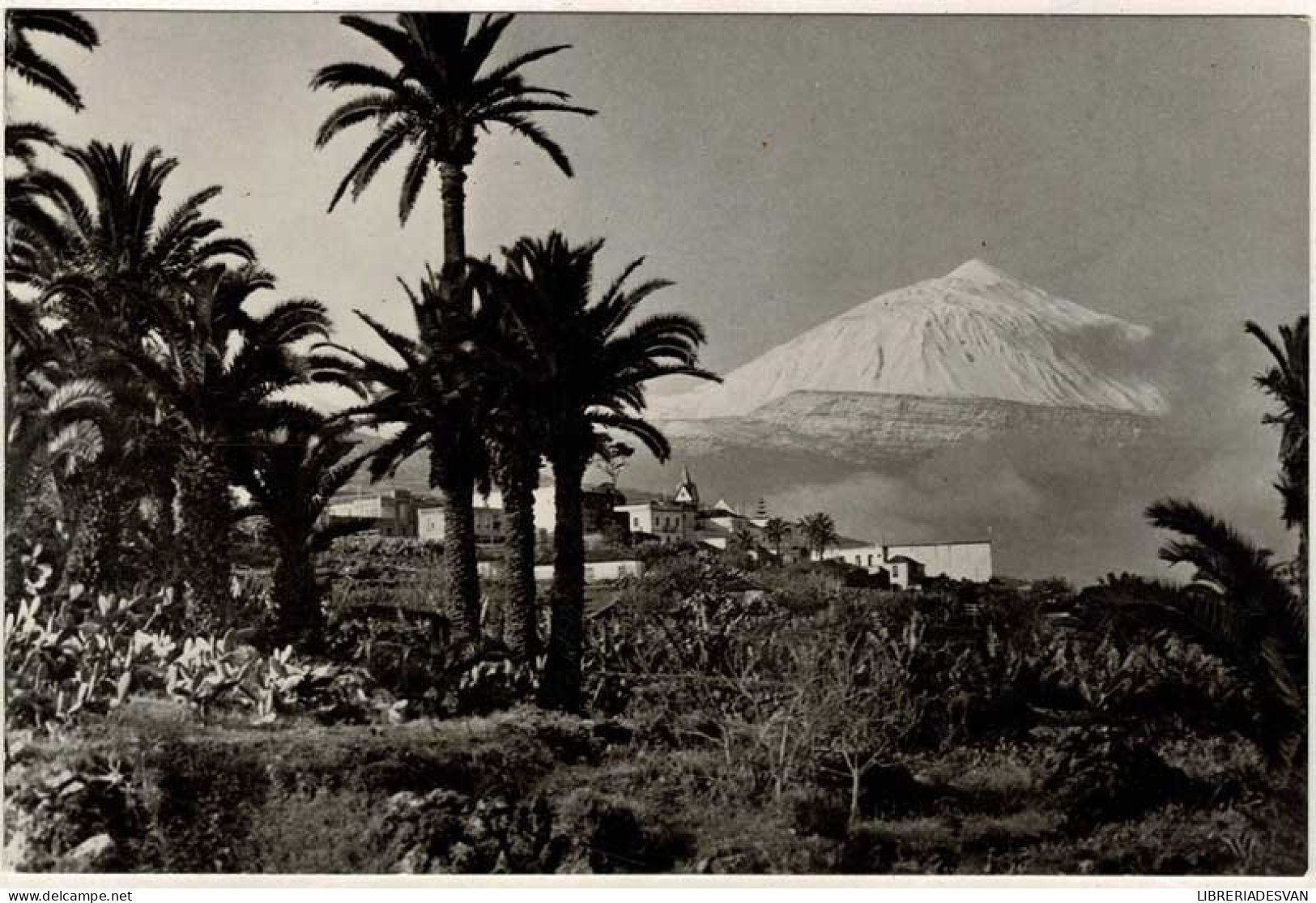 Postal Canarias. Tenerife. La Victoria De Acentejo. Al Fondo El Teide No. 7329 - Other & Unclassified