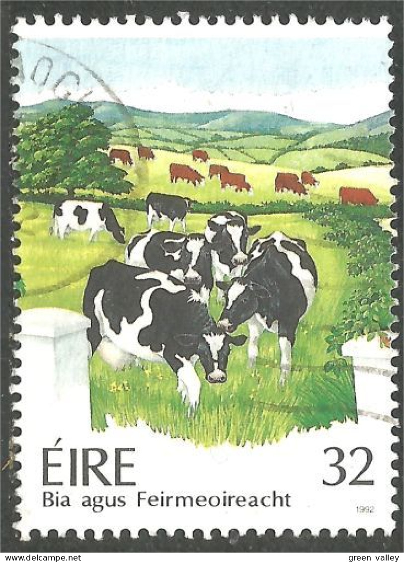 510 Ireland Cattle Vache Cow Vaca Kuh Koe Mucca Vacca (IRL-132) - Koeien