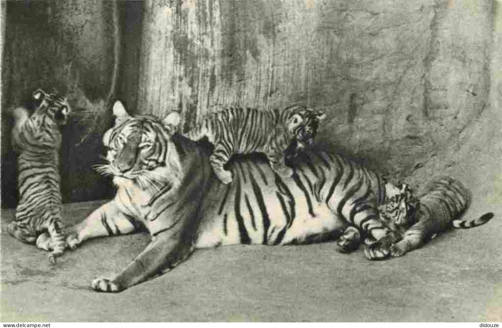 Animaux - Fauves - Tigre - Tiger - Tigresse Et Ses Petits - CPSM Format CPA - Carte Neuve - Voir Scans Recto-Verso - Tiger