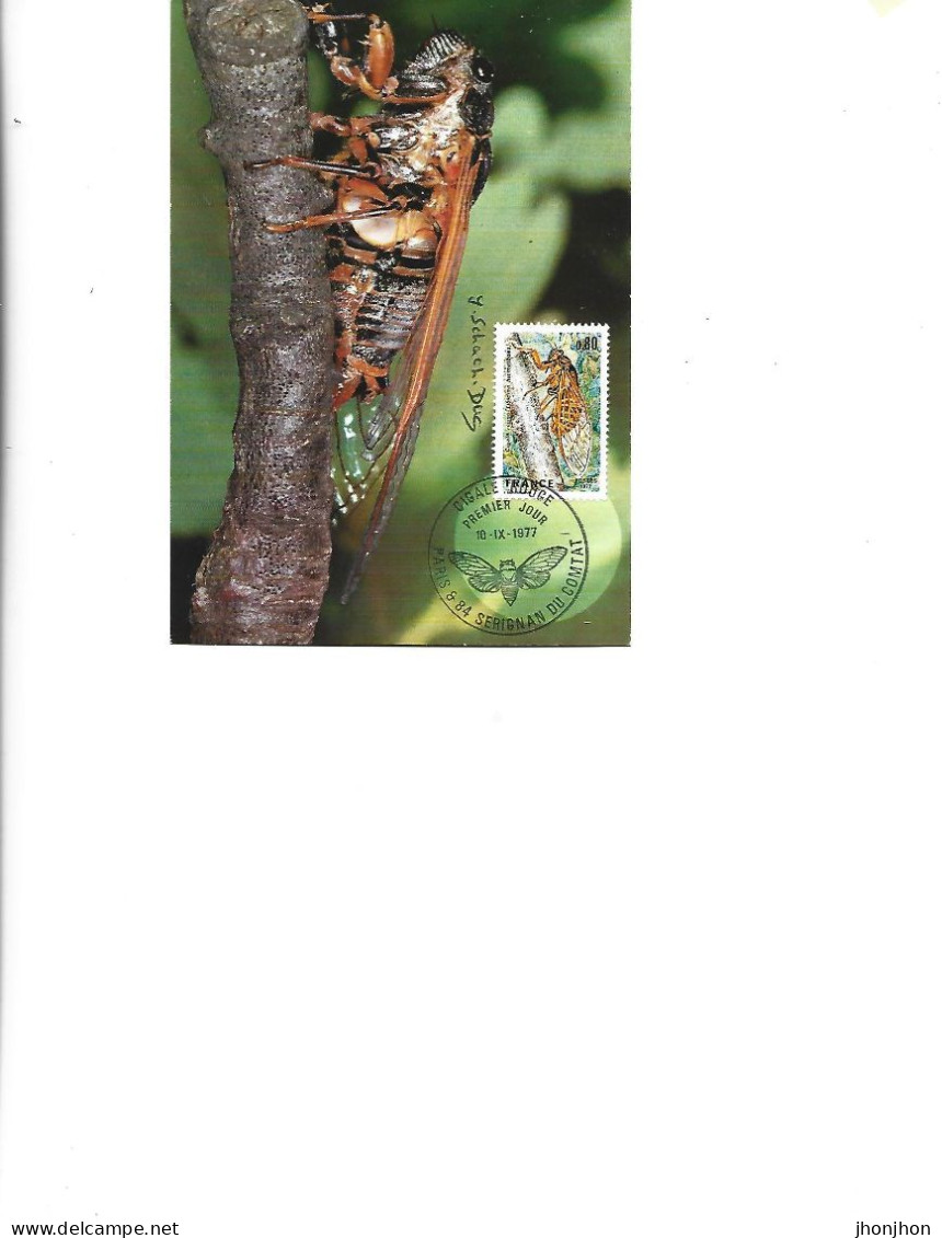 France   -  Maximum Postcard  1977 -    Coleoptera - Cicadidae - Tibicina Haematodes (Scopoli) - Käfer