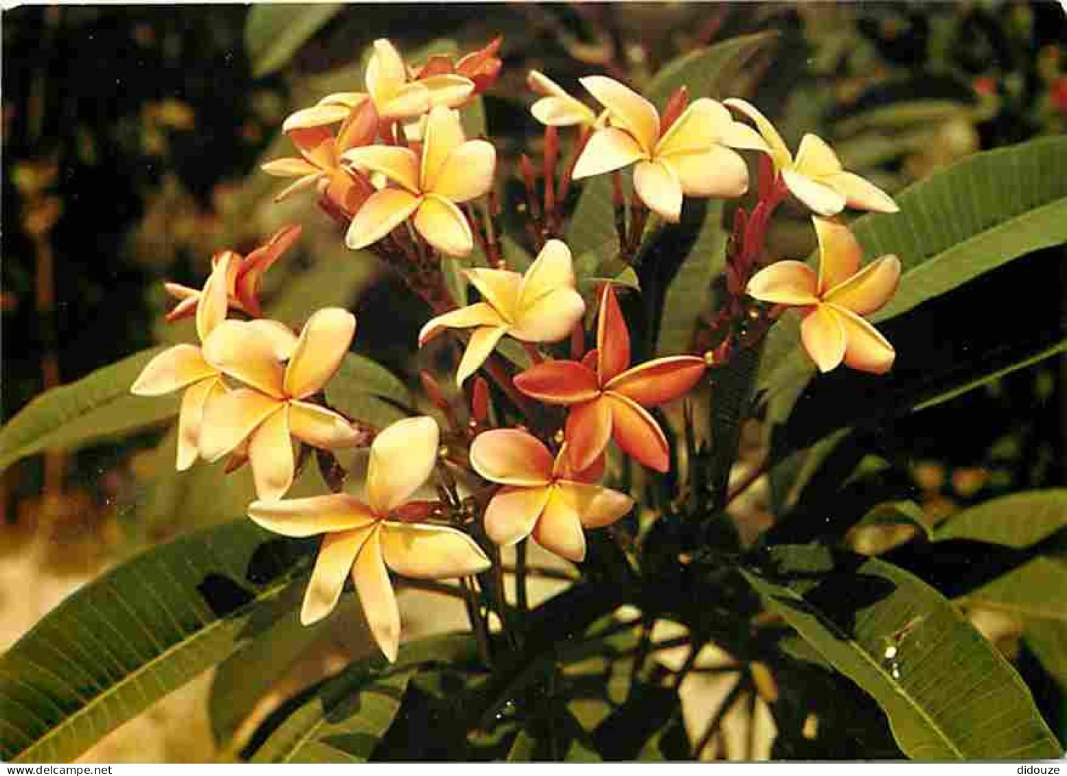 Antilles - Fleurs De Frangipanier - CPM - Voir Scans Recto-Verso - Other & Unclassified