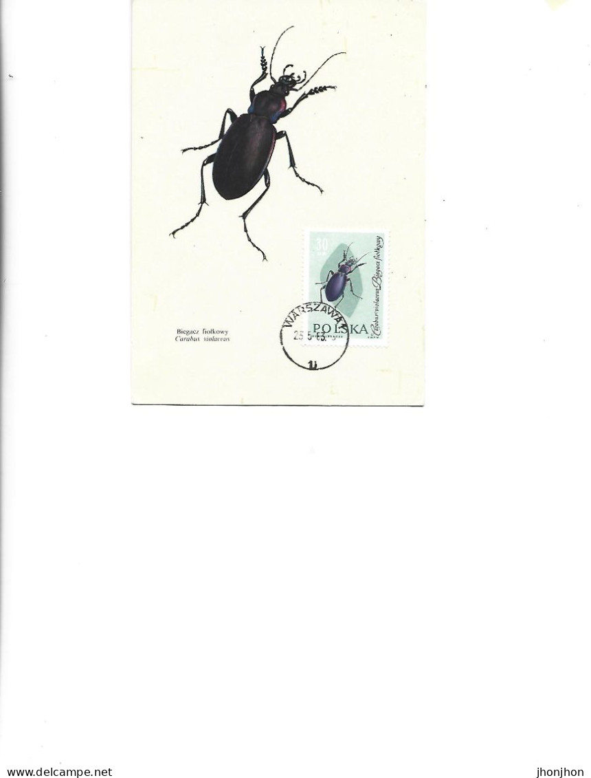 Poland  -  Maximum Postcard  1963 -  Insects - Coleopterans - Carabidae - Carabus Violaceus - Maximum Cards