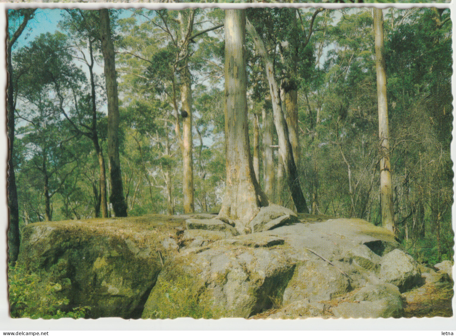 WESTERN AUSTRALIA WA Tree in Rock PORONGORUPS Murray Views W15 postcard c1970s