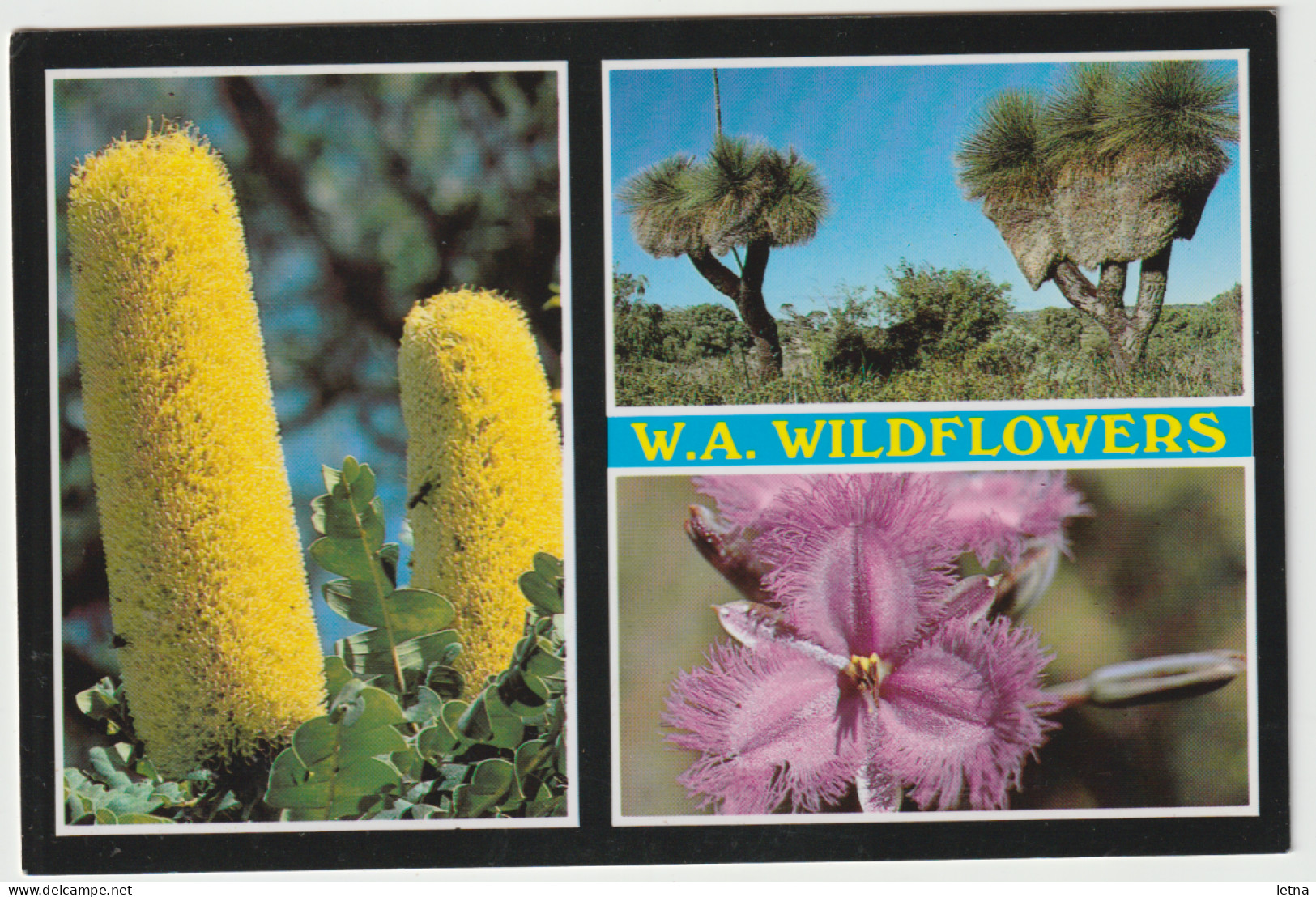 WESTERN AUSTRALIA Wildflowers Of WA Rolsh WF21 Multiview Postcard C1980s - Andere & Zonder Classificatie