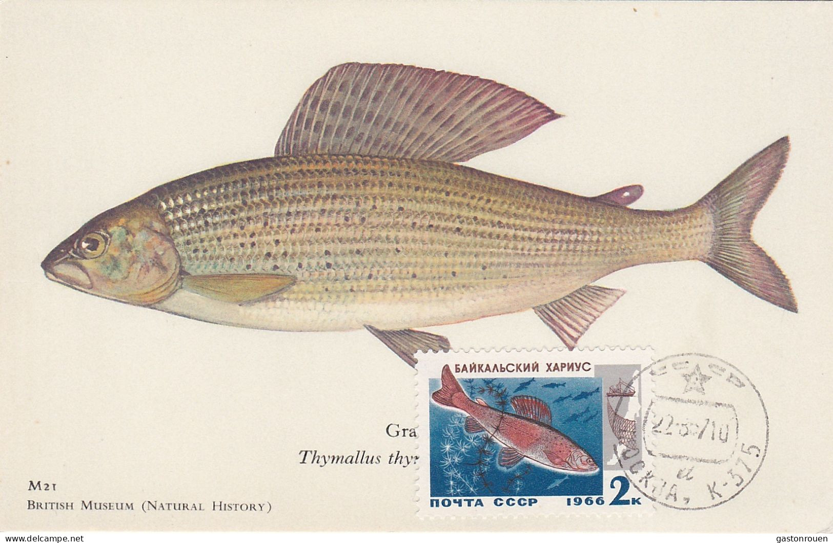 Carte Maximum URSS Russie Russia Poisson Fish Ombre 3141 - Maximumkaarten